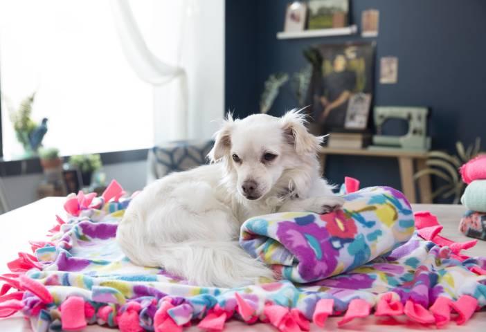 Image of a small dog laying on a handmade dog bed.